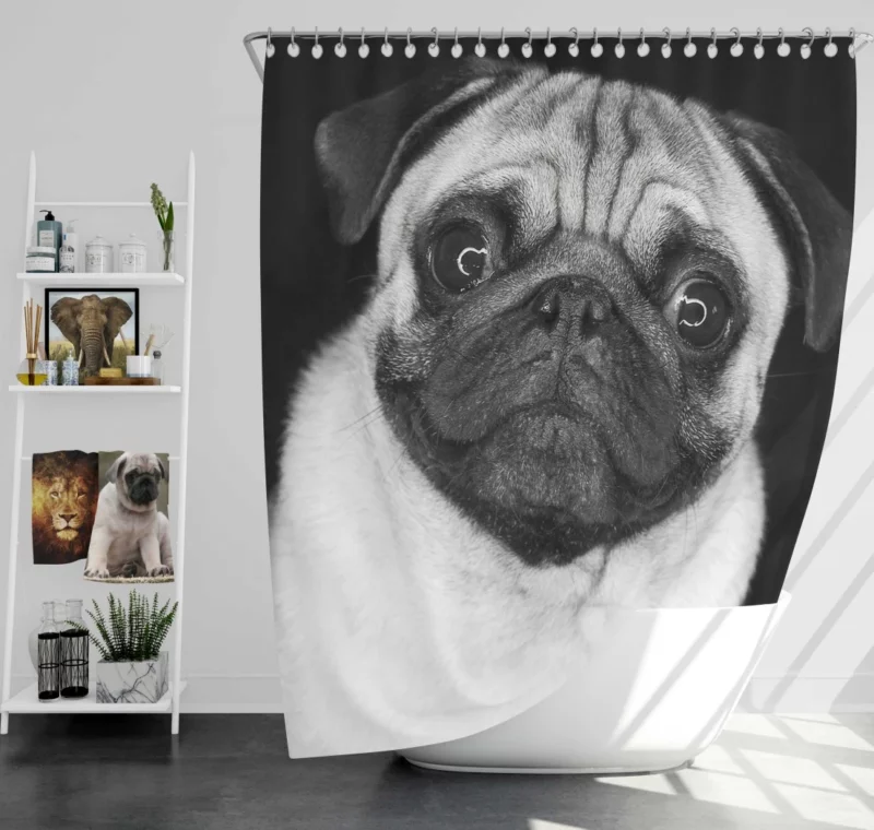 Pug Posing Perfection Playful Poses Shower Curtain