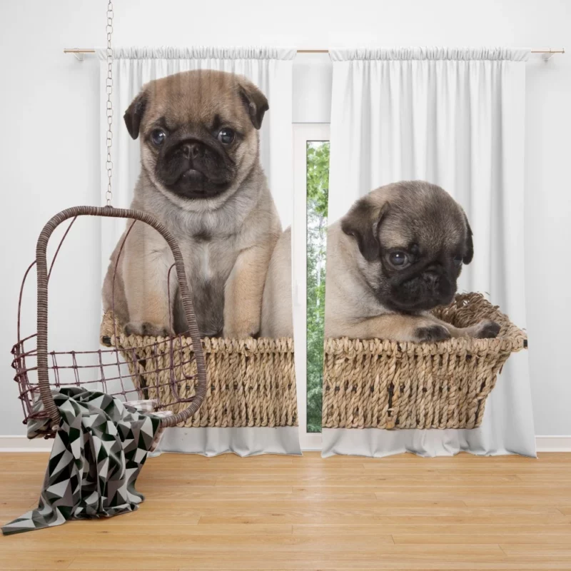 Pug Puppy Adorable Expression Cuteness Curtain