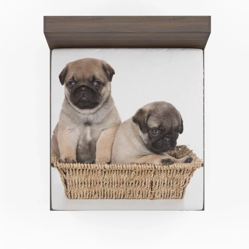 Pug Puppy Adorable Expression Cuteness Fitted Sheet 1