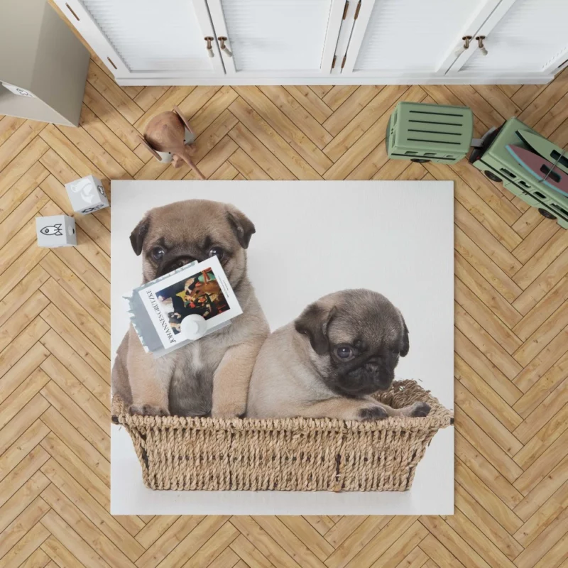 Pug Puppy Adorable Expression Cuteness Rug