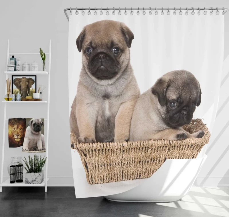 Pug Puppy Adorable Expression Cuteness Shower Curtain