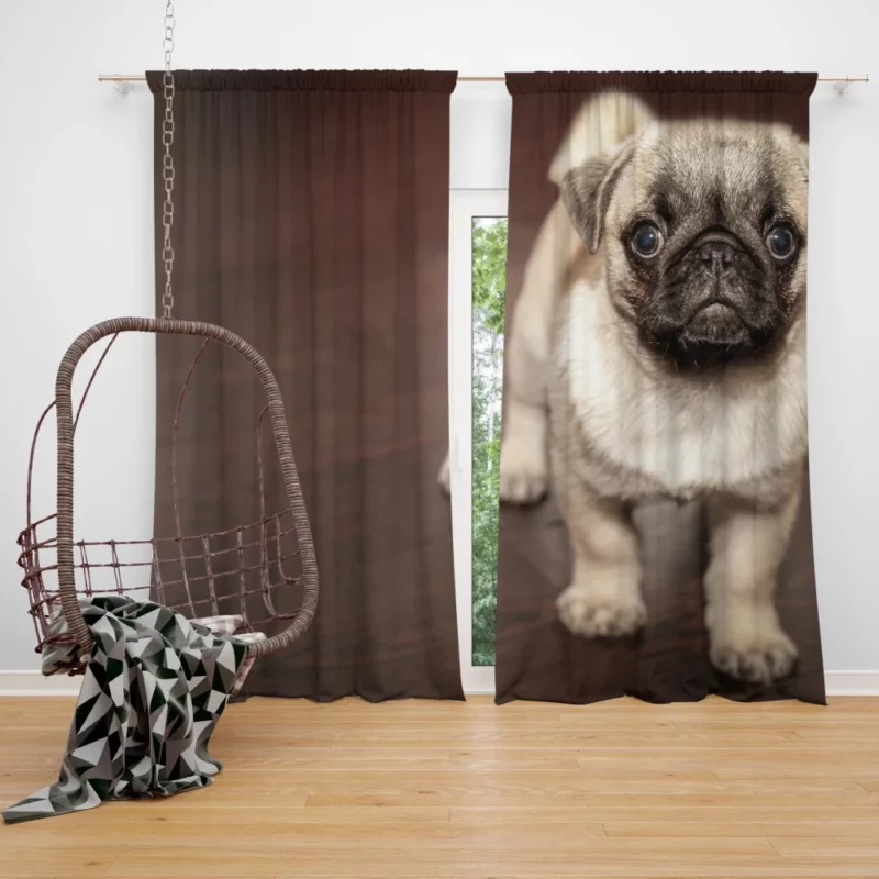 Pug Puppy Adorable Innocence Curtain