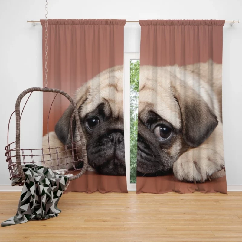 Pug Puppy Eyes Heartfelt Innocence Curtain