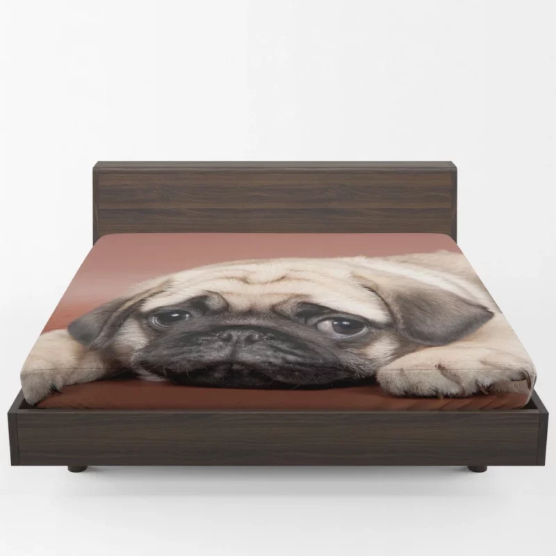 Pug Puppy Eyes Heartfelt Innocence Fitted Sheet