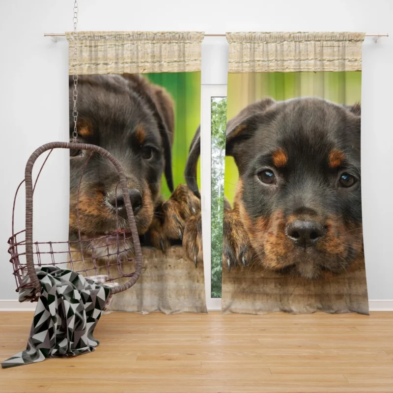 Puppy Innocence Rottweiler Playfulness Curtain