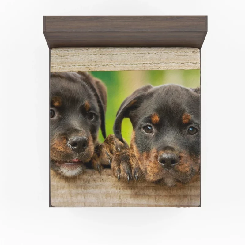 Puppy Innocence Rottweiler Playfulness Fitted Sheet 1