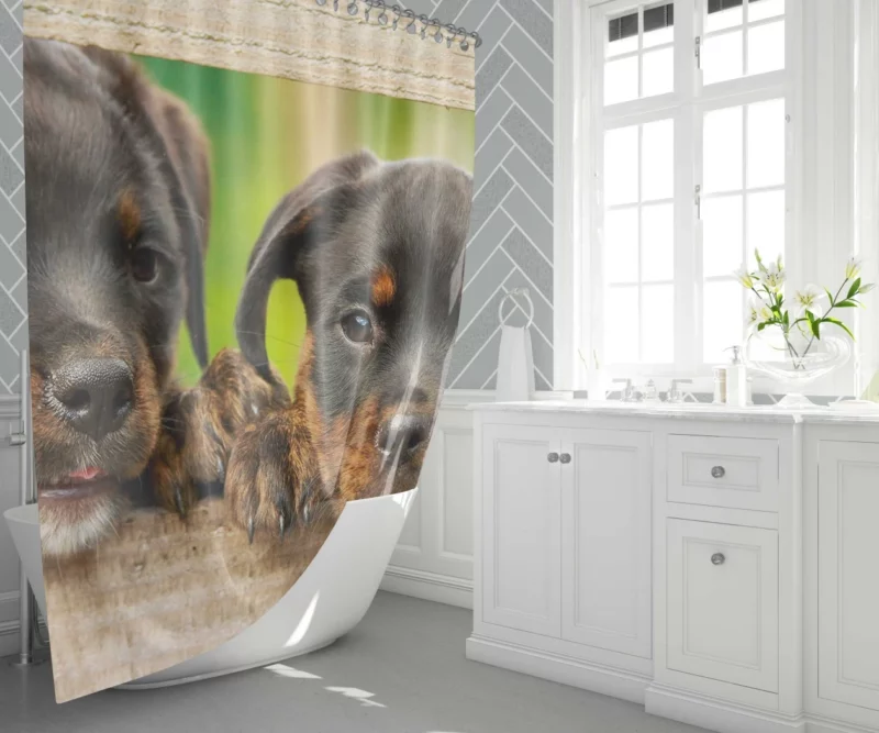 Puppy Innocence Rottweiler Playfulness Shower Curtain 1