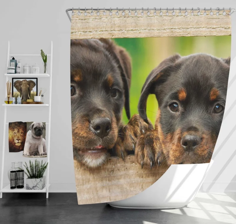 Puppy Innocence Rottweiler Playfulness Shower Curtain