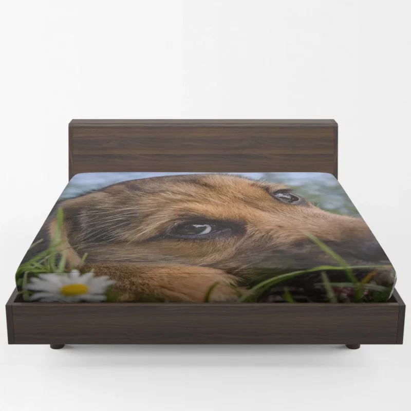 Puppy Innocent Gaze Canine Curiosity Fitted Sheet