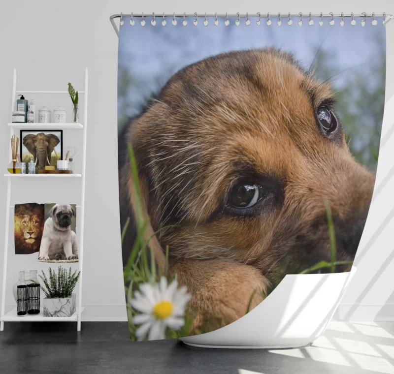 Puppy Innocent Gaze Canine Curiosity Shower Curtain