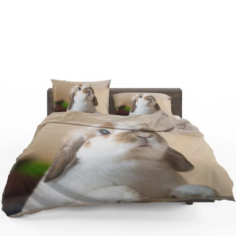 Rabbit Plea Hooman Give Food! Bedding Set