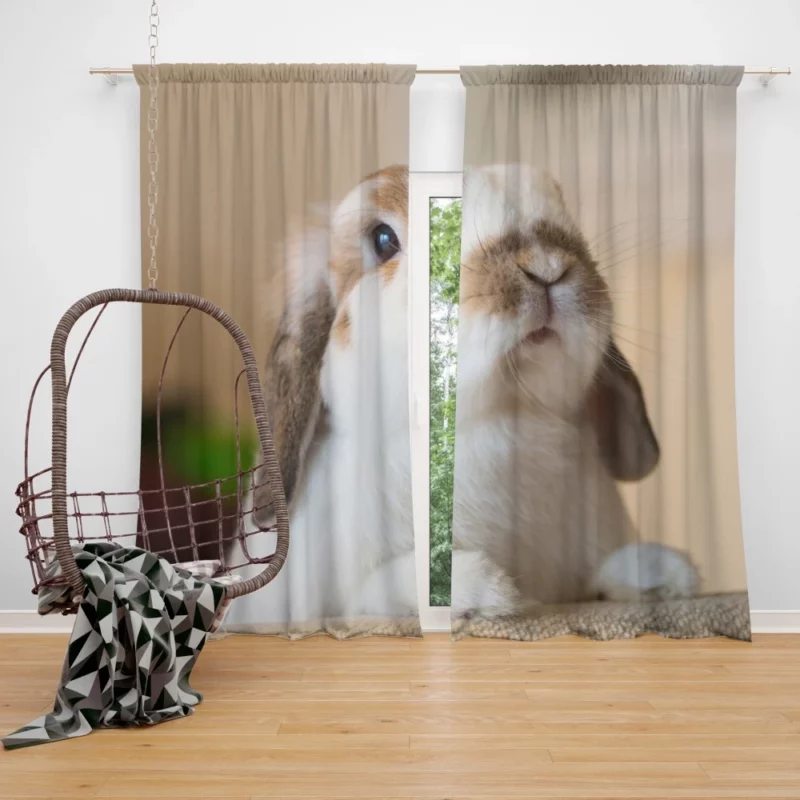 Rabbit Plea Hooman Give Food! Curtain