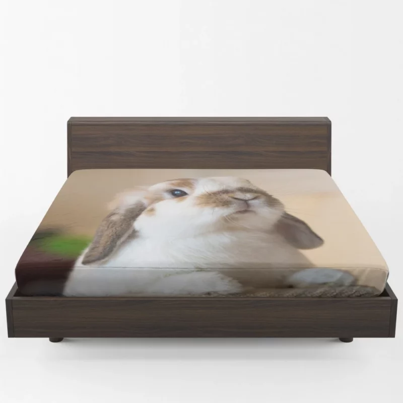 Rabbit Plea Hooman Give Food! Fitted Sheet