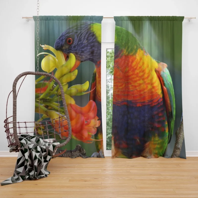 Rainbow Lorikeet Colorful Feast Vibrant Bird Curtain