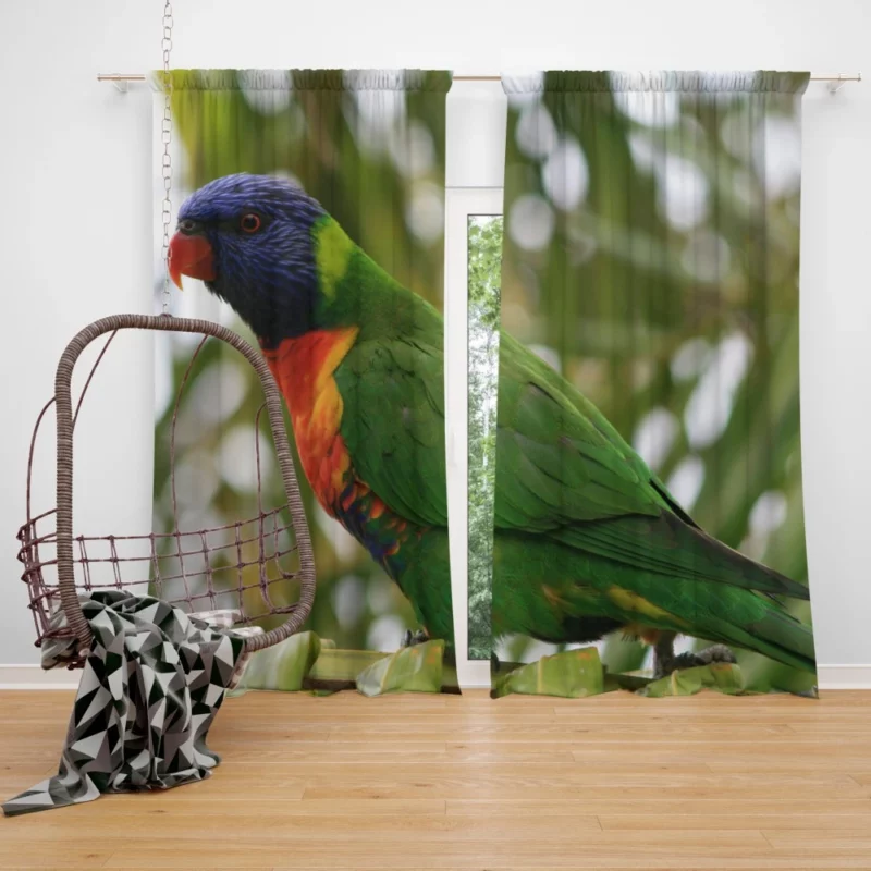 Rainbow Lorikeet Colorful Joy Parrot Splendor Curtain