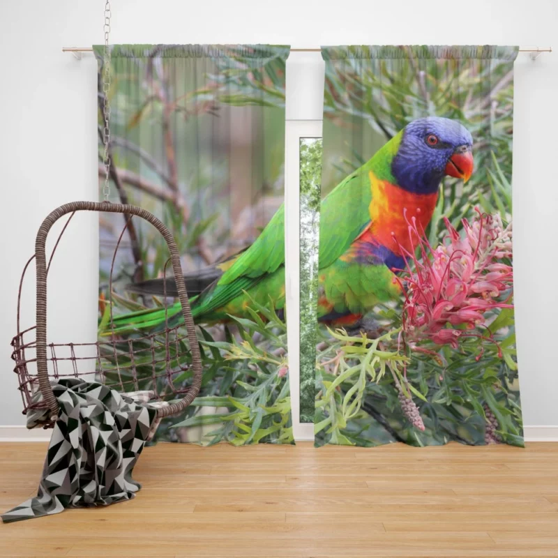 Rainbow Lorikeet Colorful Joy Parrot Wonder Curtain