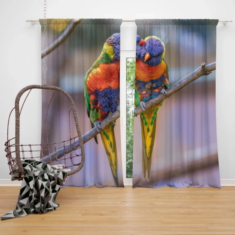 Rainbow Lorikeet Colorful Plumage Parrot Beauty Curtain