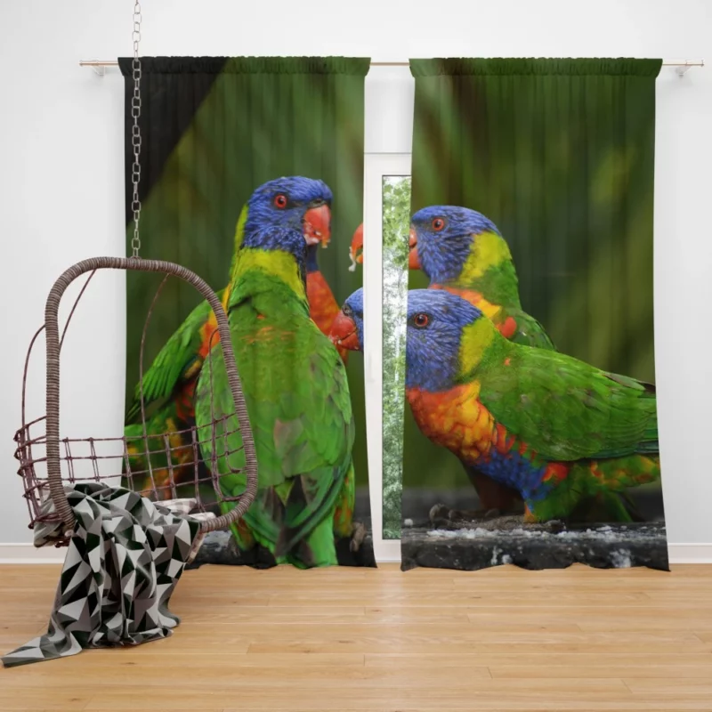 Rainbow Lorikeet Secret Meet Colorful Whispers Curtain