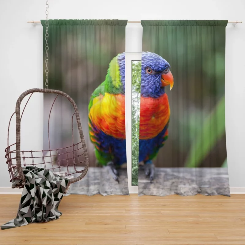 Rainbow Lorikeet Vibrant Plumage Parrot Beauty Curtain