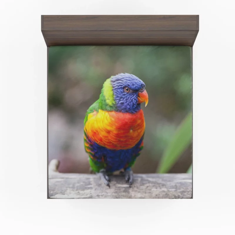 Rainbow Lorikeet Vibrant Plumage Parrot Beauty Fitted Sheet 1