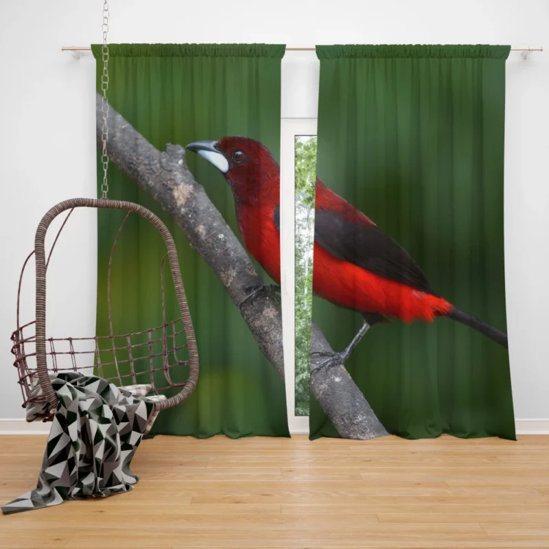 Ramphocelus dimidiatus Vibrant Tropical Bird Curtain