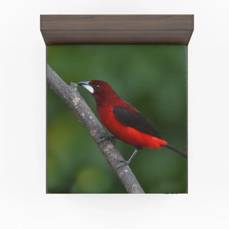 Ramphocelus dimidiatus Vibrant Tropical Bird Fitted Sheet 1