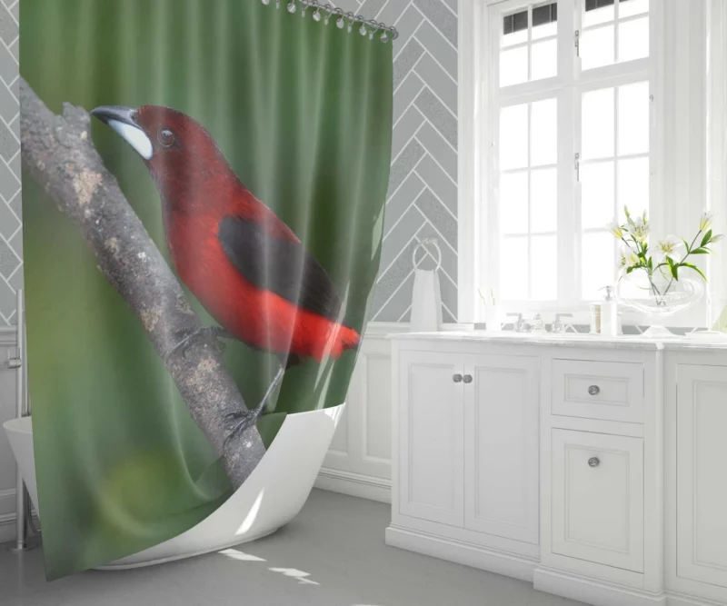 Ramphocelus dimidiatus Vibrant Tropical Bird Shower Curtain 1