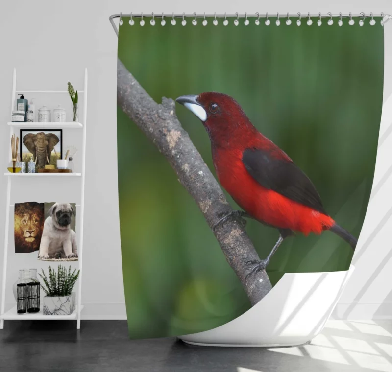 Ramphocelus dimidiatus Vibrant Tropical Bird Shower Curtain