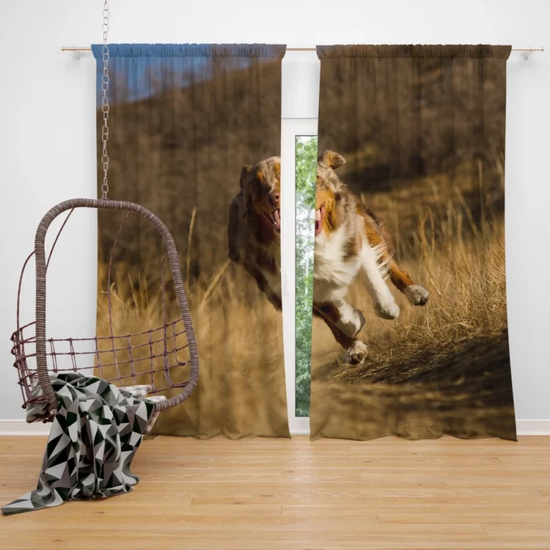 Red Merle Australian Shepherd Meadow Run Curtain