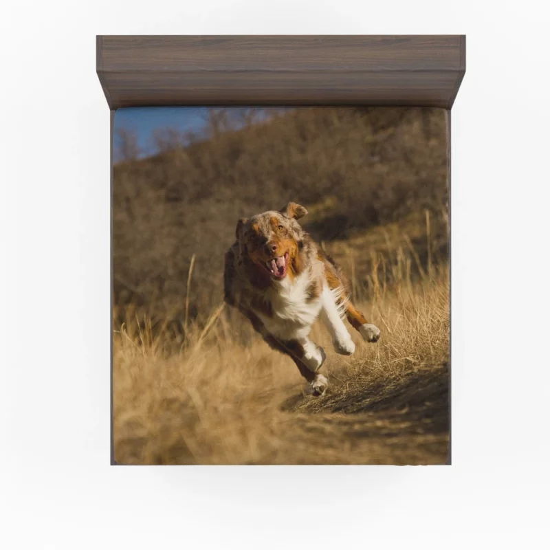 Red Merle Australian Shepherd Meadow Run Fitted Sheet 1