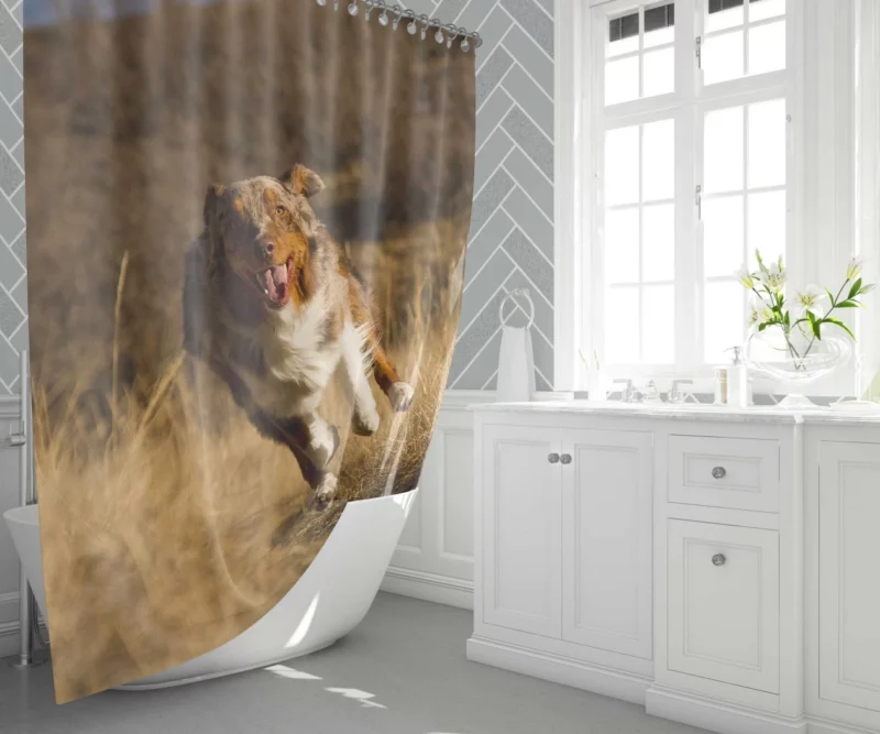 Red Merle Australian Shepherd Meadow Run Shower Curtain 1