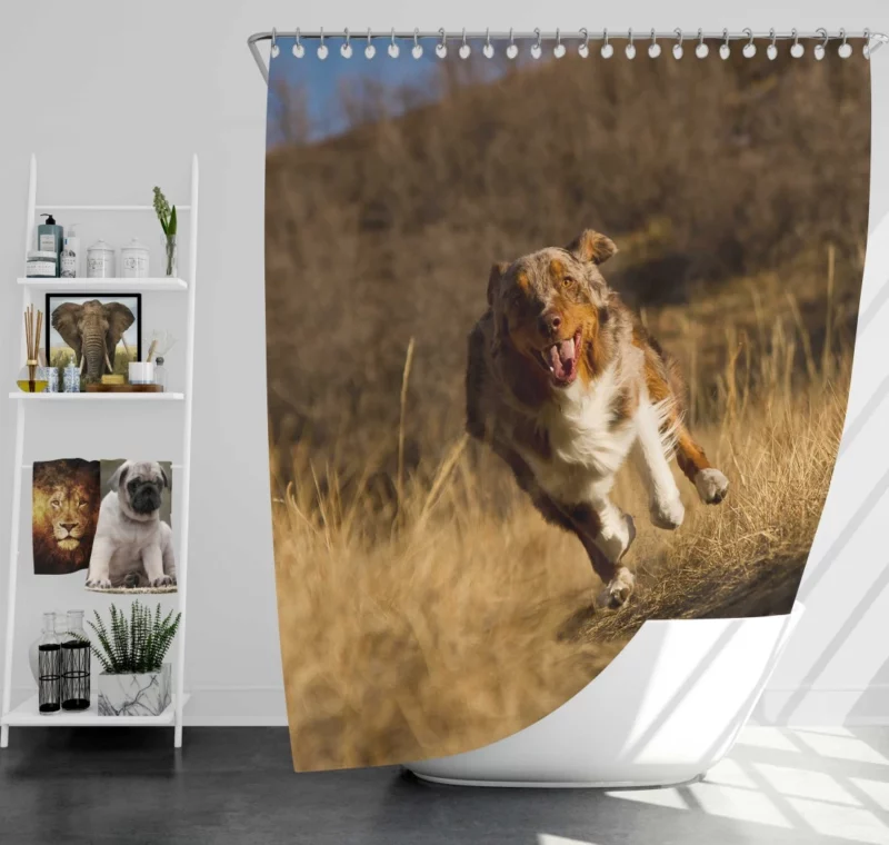 Red Merle Australian Shepherd Meadow Run Shower Curtain