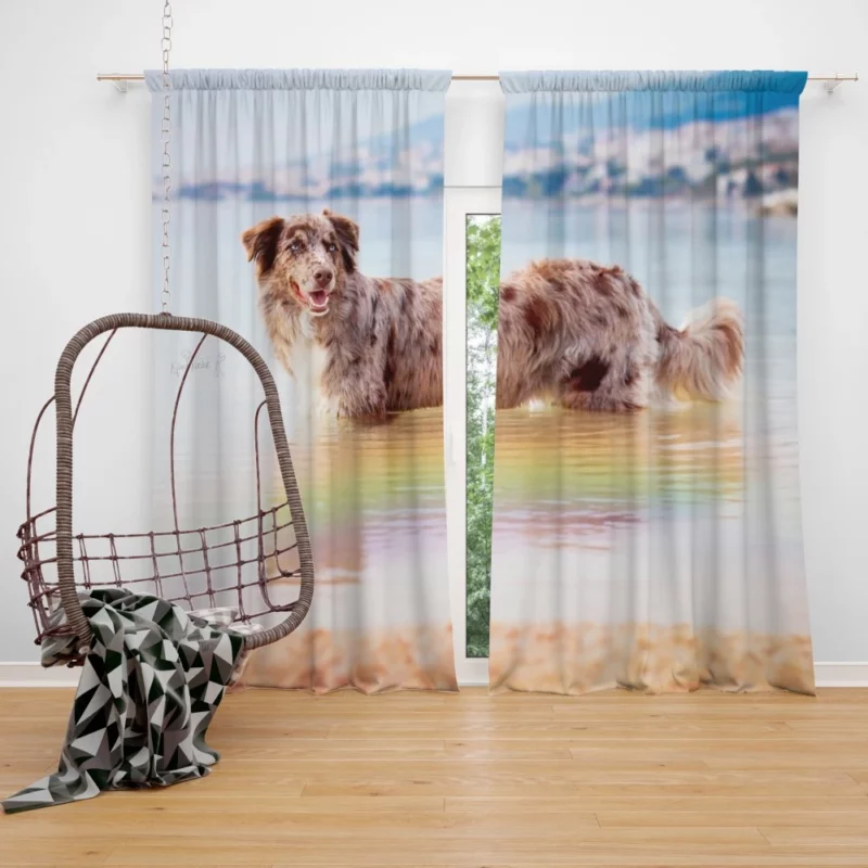 Red Merle Australian Shepherd by Water Curtain