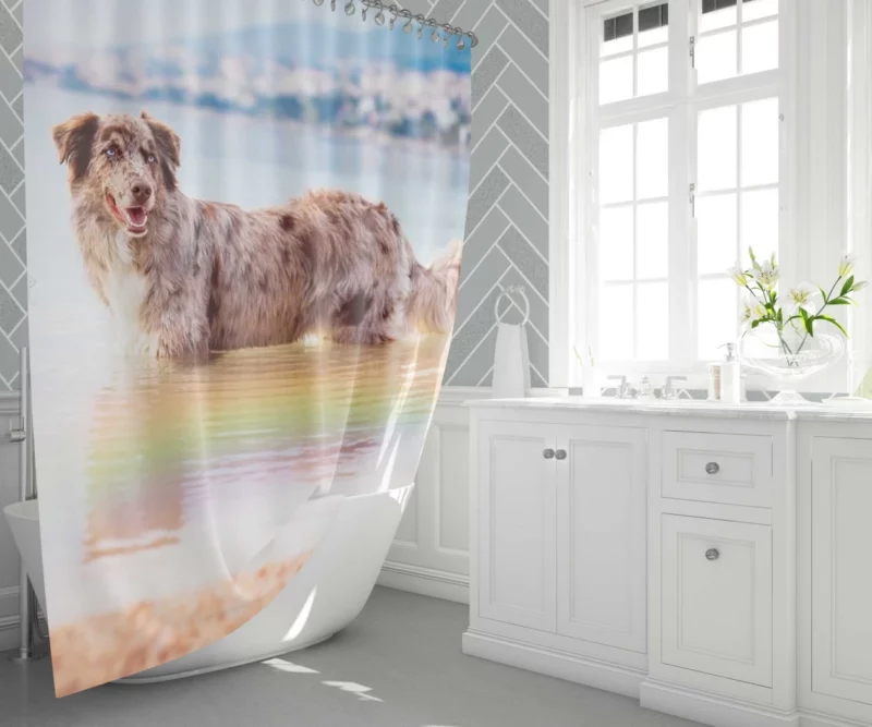 Red Merle Australian Shepherd by Water Shower Curtain 1