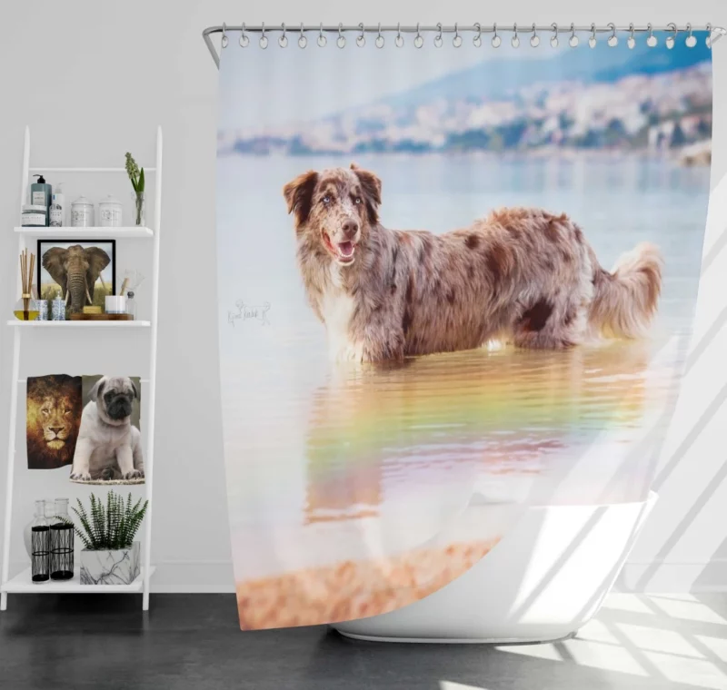 Red Merle Australian Shepherd by Water Shower Curtain