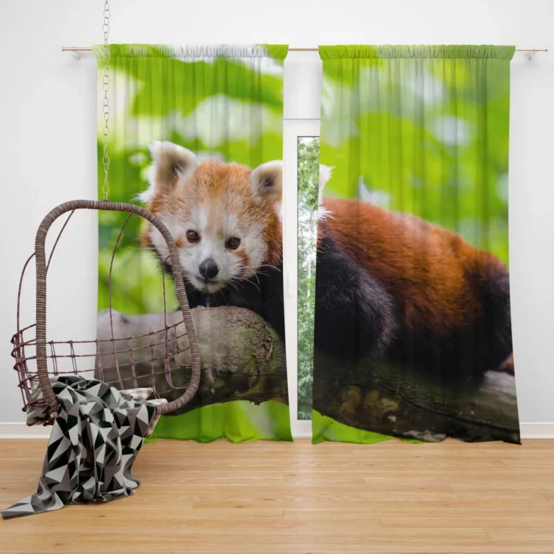 Red Panda Captivating Charm Furry Elegance Curtain