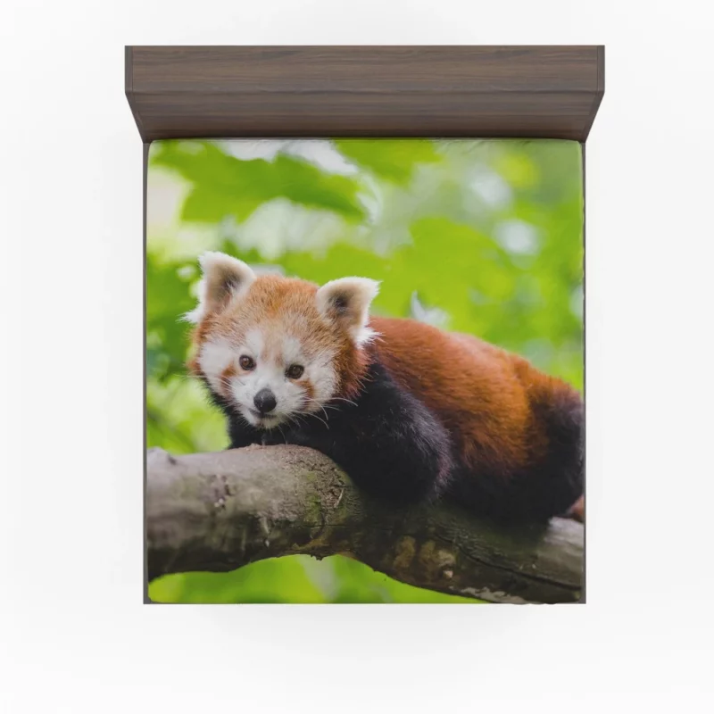 Red Panda Captivating Charm Furry Elegance Fitted Sheet 1