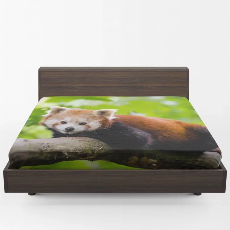 Red Panda Captivating Charm Furry Elegance Fitted Sheet