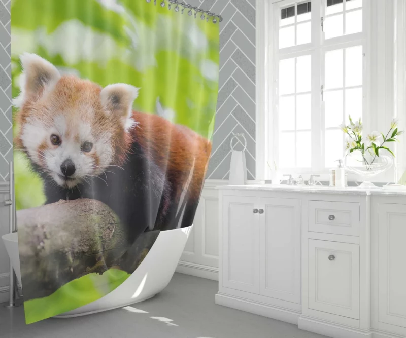 Red Panda Captivating Charm Furry Elegance Shower Curtain 1