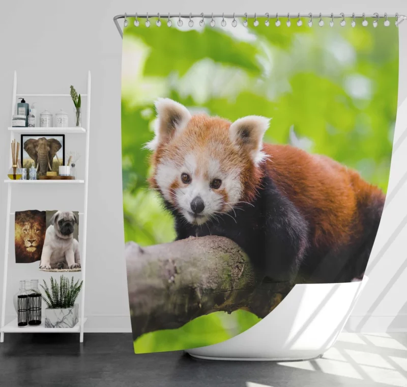 Red Panda Captivating Charm Furry Elegance Shower Curtain