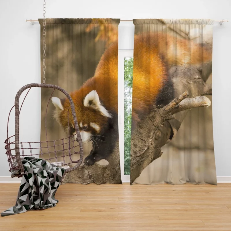 Red Panda Chicago Adventure Curtain