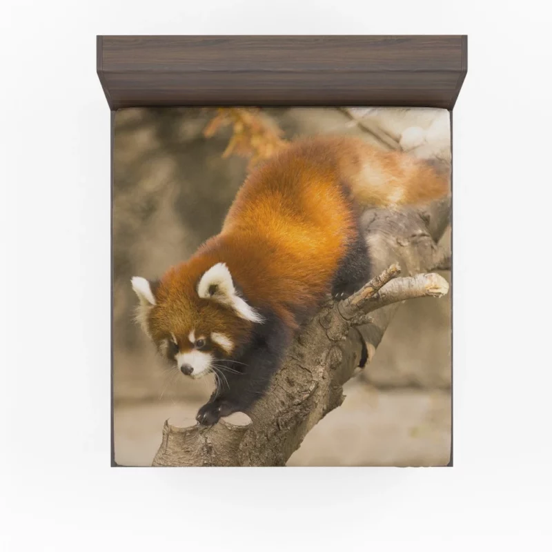 Red Panda Chicago Adventure Fitted Sheet 1