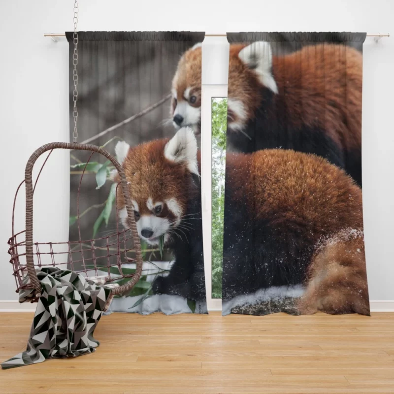 Red Panda Chicagoland Excursion Curtain