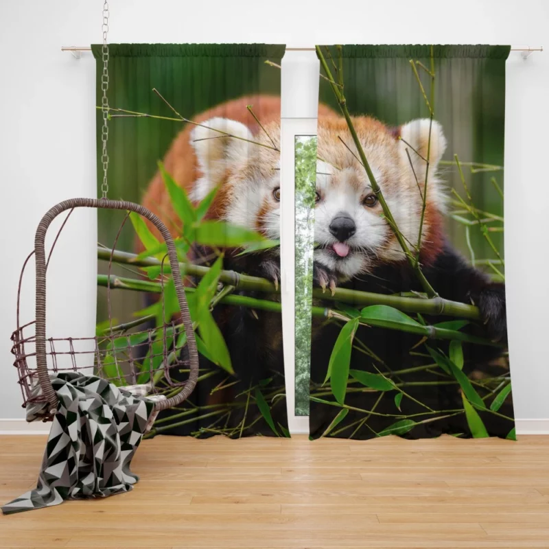 Red Panda Curtain