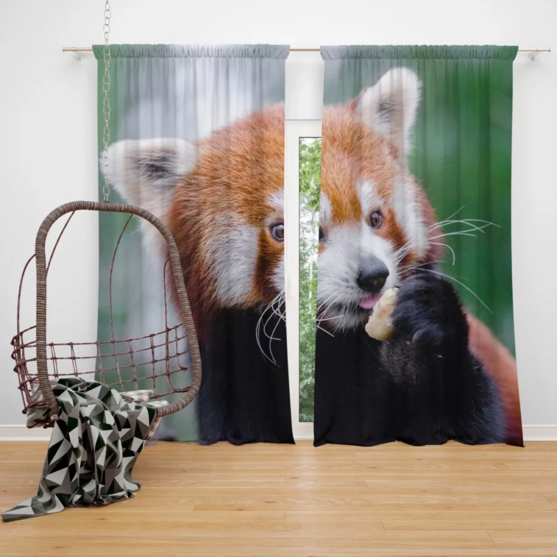 Red Panda Furry Innocence Curtain