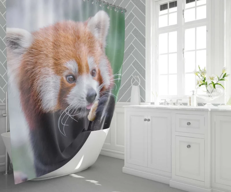 Red Panda Furry Innocence Shower Curtain 1