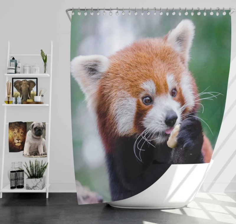 Red Panda Furry Innocence Shower Curtain