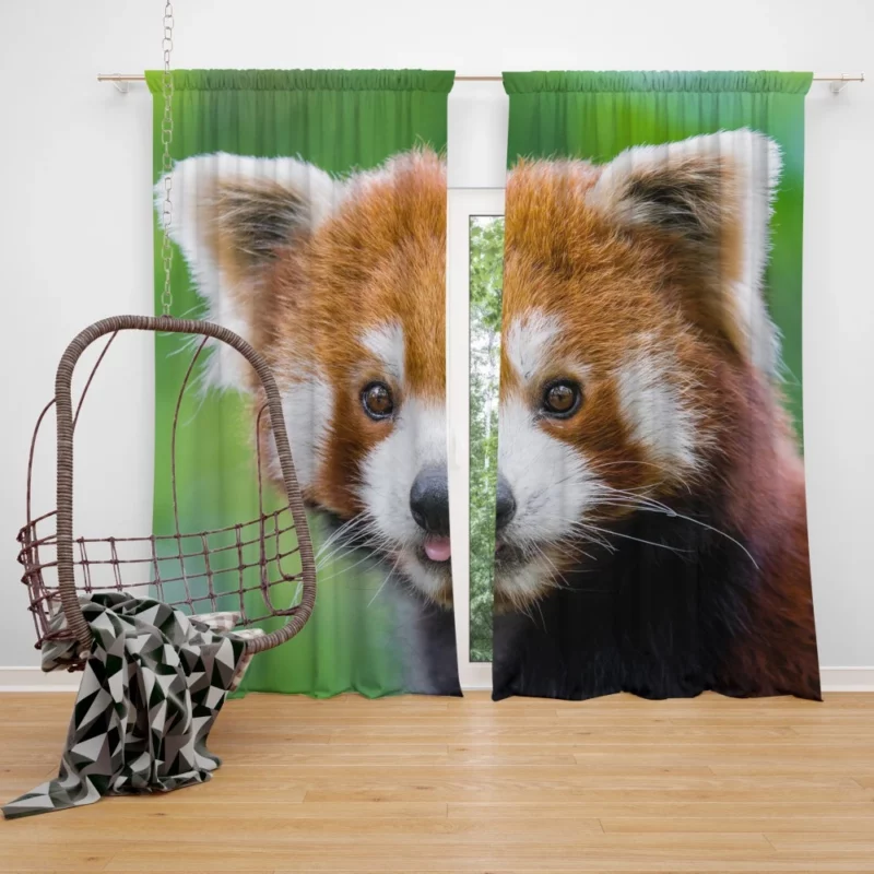 Red Panda Intense Stare Nature Wonder Curtain