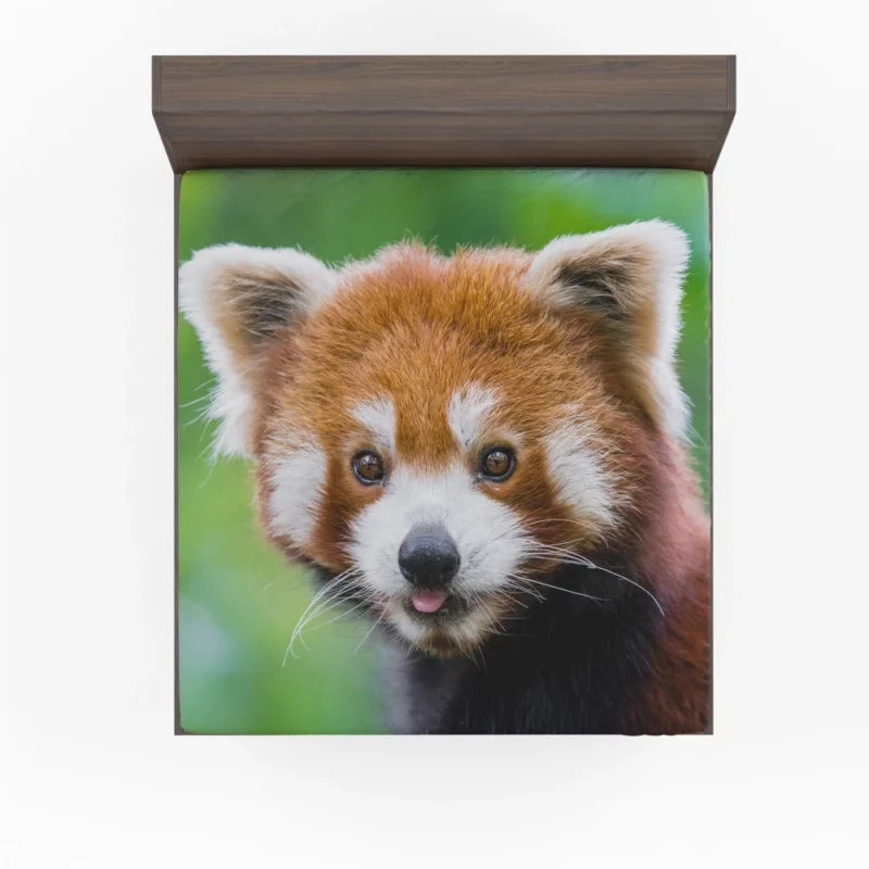 Red Panda Intense Stare Nature Wonder Fitted Sheet 1