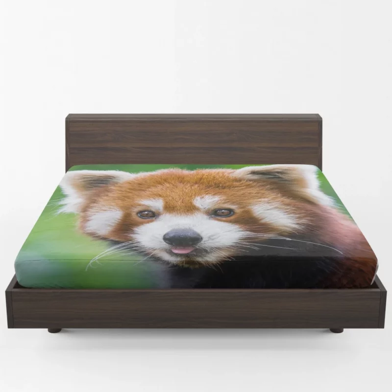 Red Panda Intense Stare Nature Wonder Fitted Sheet